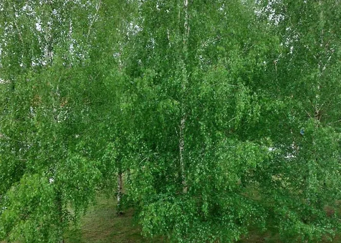 Apartamentai Gertruda Apartment Druskininkai